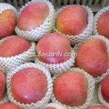 Preço de atacado Qinguan maçã com boa qualidade